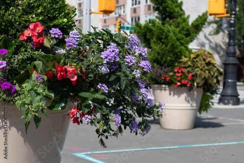 Colorful Flowers in a Large Flower Pot along the Street in Greenwich Village of New York City during Summer