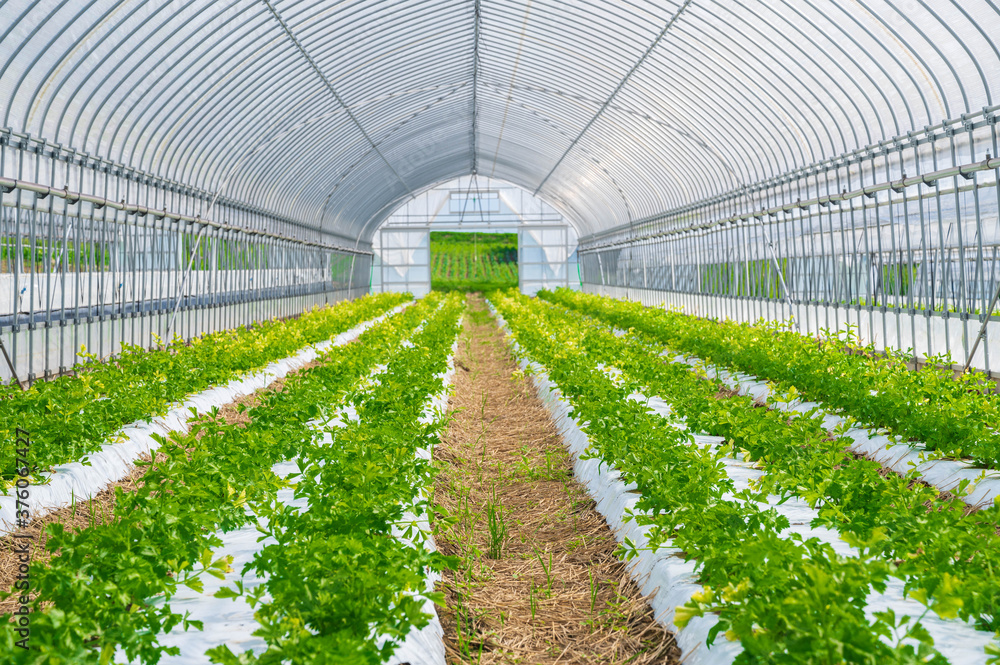 セロリのハウス栽培 Stock Photo Adobe Stock