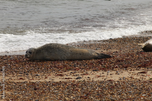 seal on the beach
