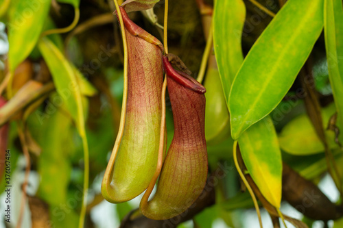 Tropical pitcher plants, nepenthes