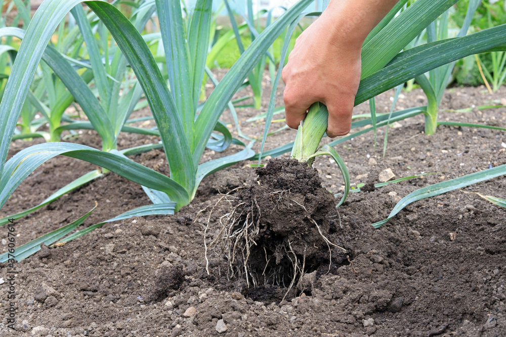 Fotografie a gardener pulling up a leek plant.