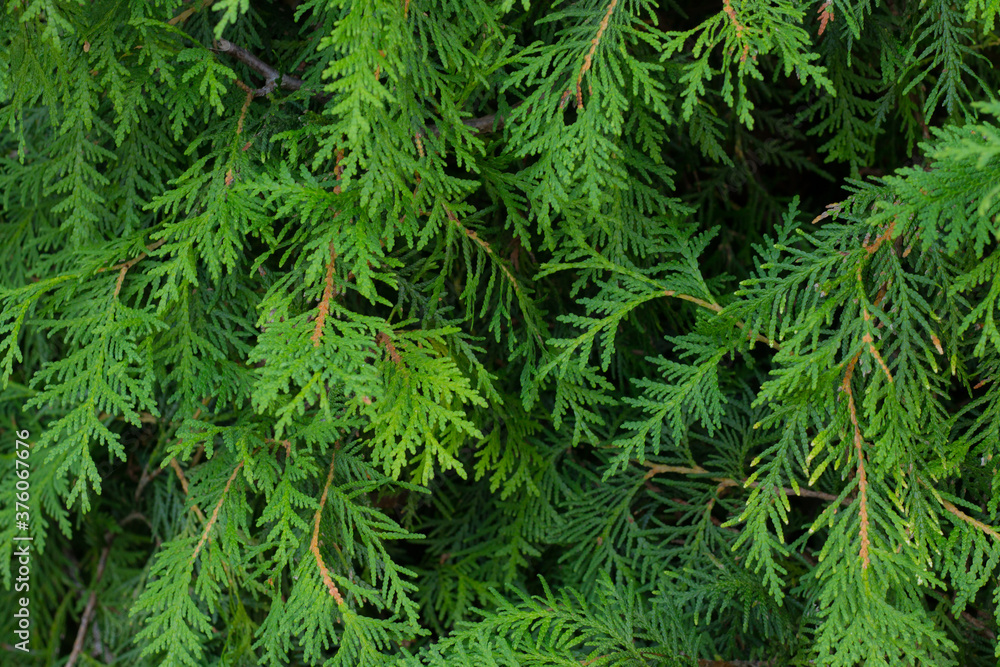 Green thujas background, beautiful cedars Green thujas background, beautiful cedars