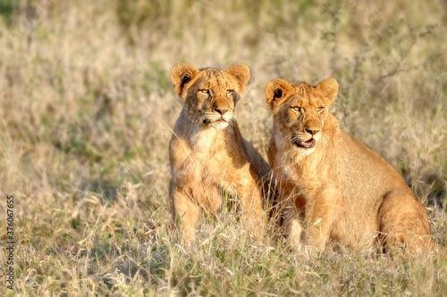 LIONS (Panthera leo) half grown cubs 