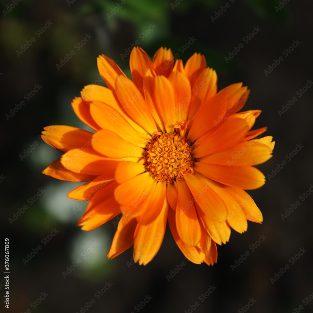 Orange flower of calendula on a dark background. Medicinal plant. Square photo format. Selective focus Orange flower of calendula on a dark background. Medicinal plant. Square photo format. Selective focus