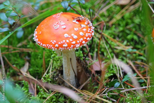 big red fly agaric in the forest