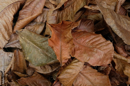 Leaves do not dry