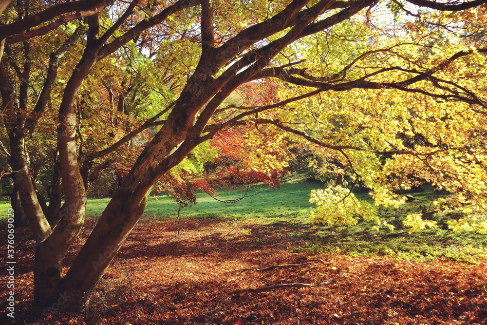 Japanese maple trees (acers) of red and yellows colours during their autumn display, Surrey, UK