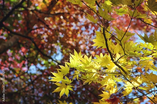 Japanese maple leaves of yellow colours during their autumn display  Surrey  UK