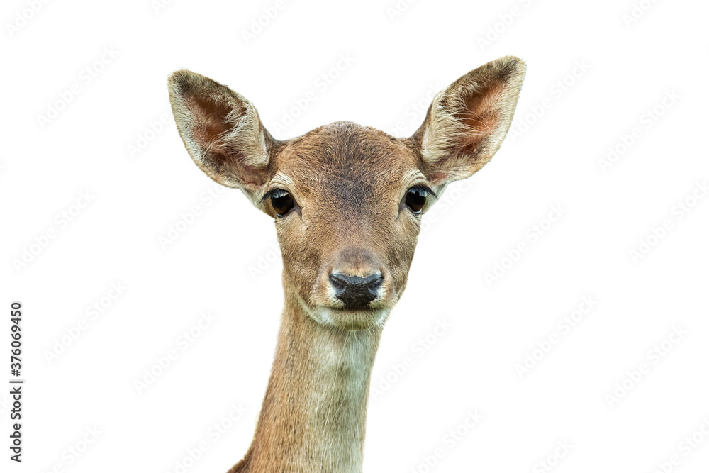 fallow deer, dama dama, head looking to the camera isolated on white background. Brown animal female portrait cut out on blank. Wild spotted mammal watching with space for text. fallow deer, dama dama, head looking to the camera isolated on white background. Brown animal female portrait cut out on blank. Wild spotted mammal watching with space for text.