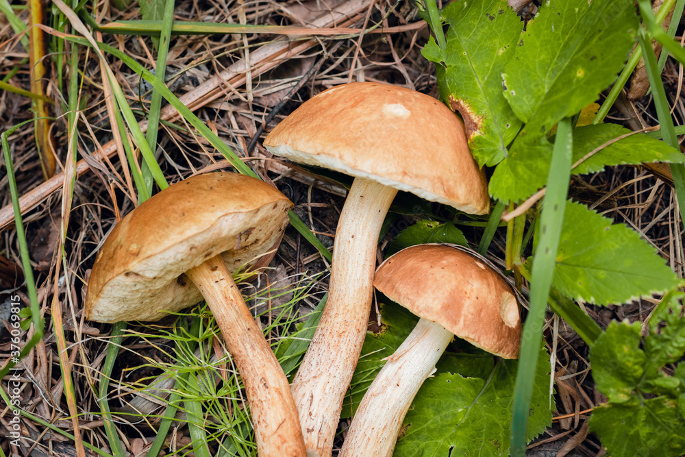 Boletus edulis edible mushroom in the forest Boletus edulis edible mushroom in the forest