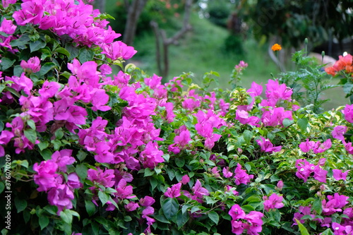 Bougainville is a popular ornamental plant. The shape is a small tree that is difficult to grow upright.