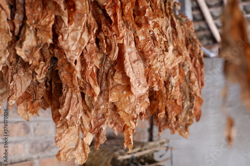 The dried tobacco leaves are lined up, with a brick wall background photo