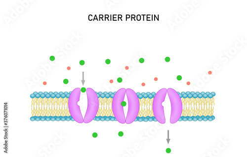 Active transport across the cell membrane. Substance movement  against concentration gradient