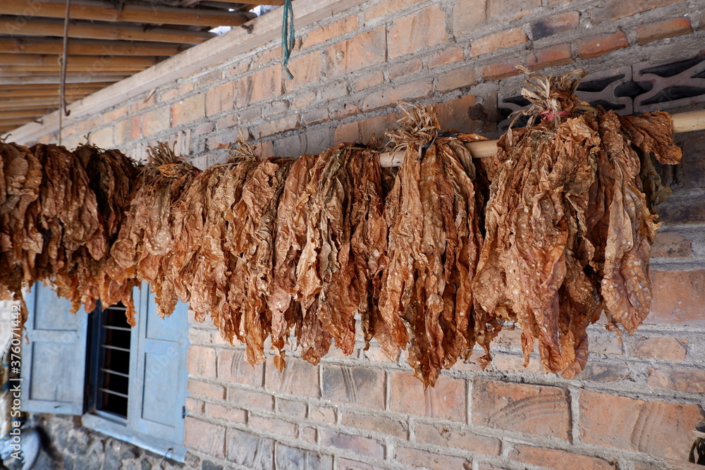 The dried tobacco leaves are lined up, with a brick wall background