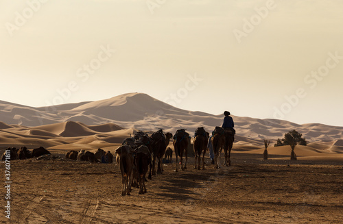 domestic dromedary in the desert in morocco at sunset