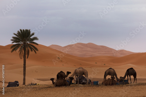 domestic dromedary in the desert in morocco at sunset