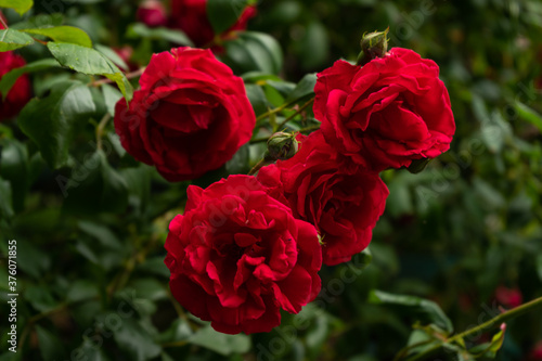 red rose in garden 