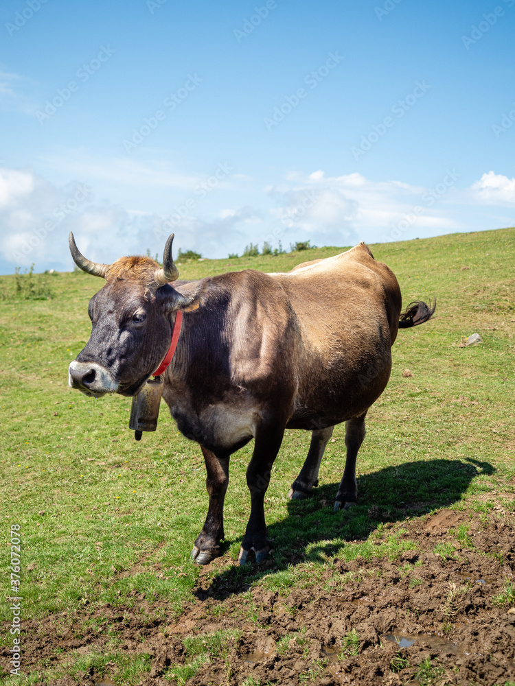 Vaca en el monte observando
