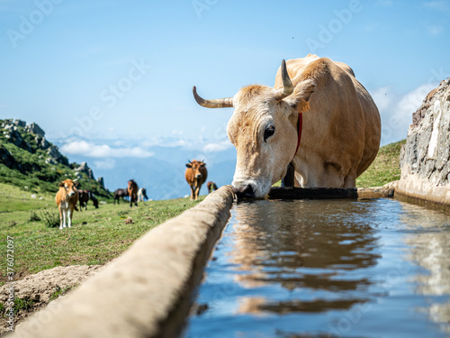 Vaca abrevando en el monte