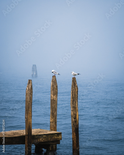 Black-headed gulls resting on poles © Lrnd