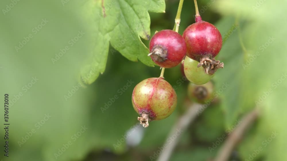 unripe berries of black currant. healthy eating concept unripe berries of black currant. healthy eating concept