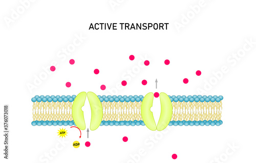 Active transport across the cell membrane. Substance movement  against concentration gradient