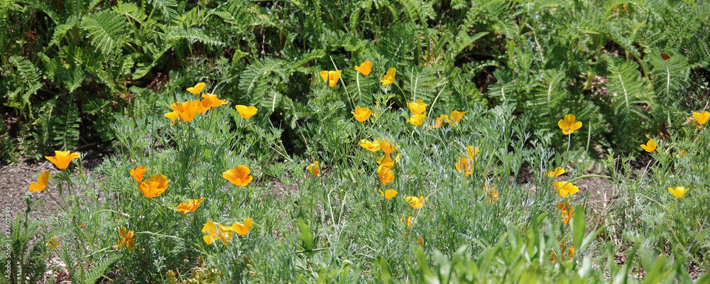 Panoramic view of yellow orange California golden poppies in a wild natural environment