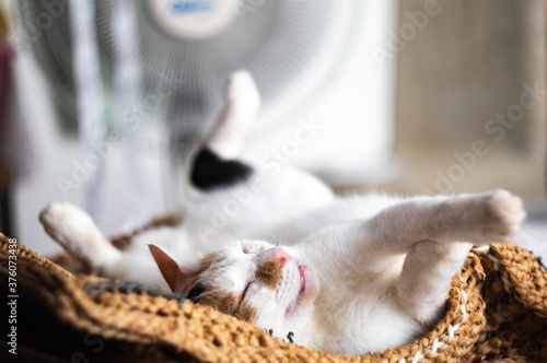 Fototapeta Naklejka Na Ścianę i Meble -  cat relaxing near the fan in hot summer day.