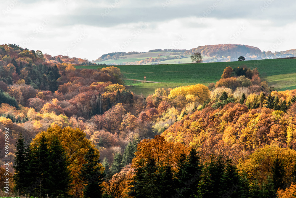 Beautiful orange and red autumn forest, many trees on the orange hills germany rhineland palantino
