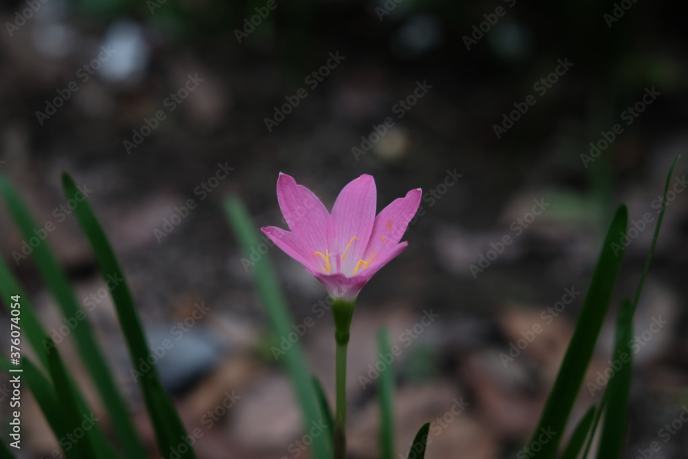 Rain Lily (also called Zephyranthes or Fairy Lily) comes from the tendency of this plant to flower after this plant gets enough rainfall. Rain Lily (also called Zephyranthes or Fairy Lily) comes from the tendency of this plant to flower after this plant gets enough rainfall.