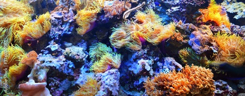 Marine aquarium on display in a zoo, Corals close-up. Colorful abstract natur...