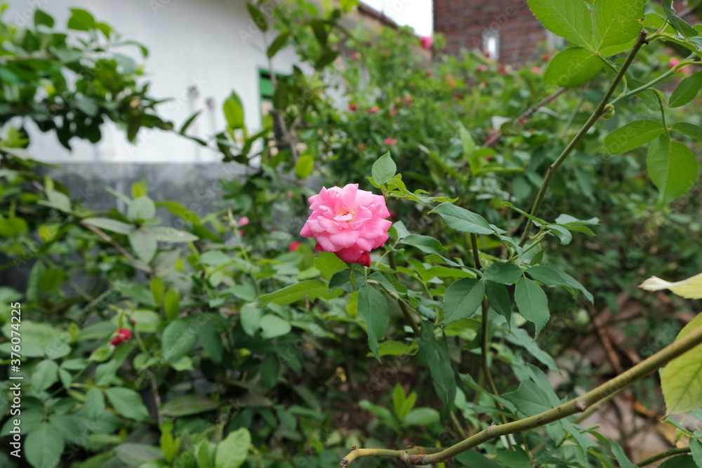 The beauty of roses that grow wild naturally in the garden