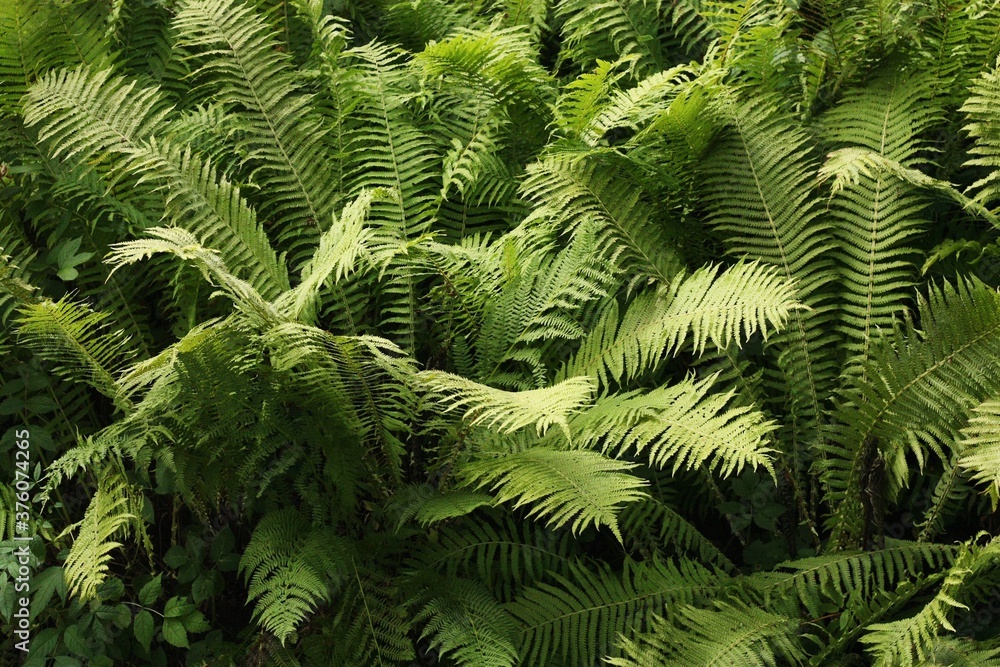 Beautiful view green fern in the forest