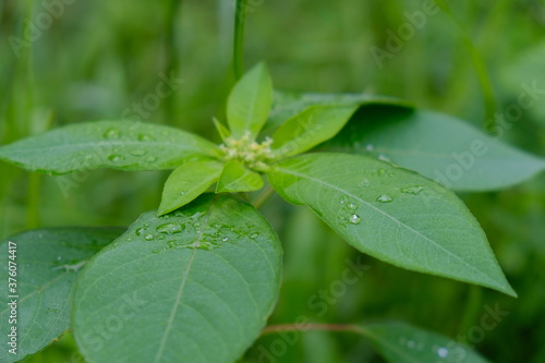 green leaves from shrub plants