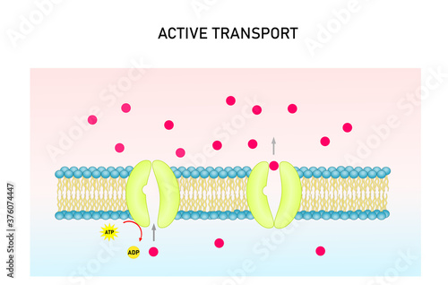 Active transport vector illustration. Substance movement  against concentration gradient