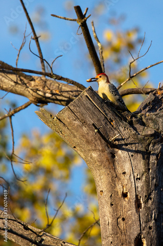 Male Red-bellied Woodpecker (Centurus carolinus) eating from a tree photo