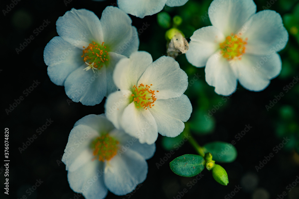 Summer flowers