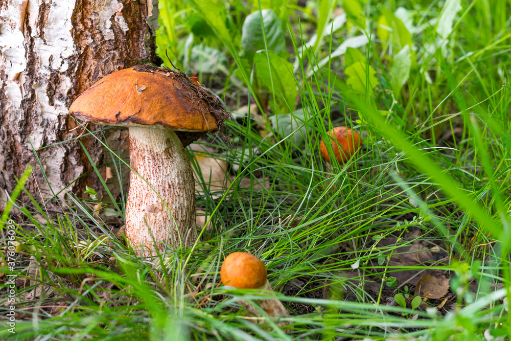 Red-capped scaber stalk in forest. Leccinum aurantiacum. Close-up, shallow DOF. Three red-headed mushrooms grow near the birch tree. Red-capped scaber stalk in forest. Leccinum aurantiacum. Close-up, shallow DOF. Three red-headed mushrooms grow near the birch tree.