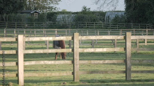 horse grazing in field with birds flying away spooked