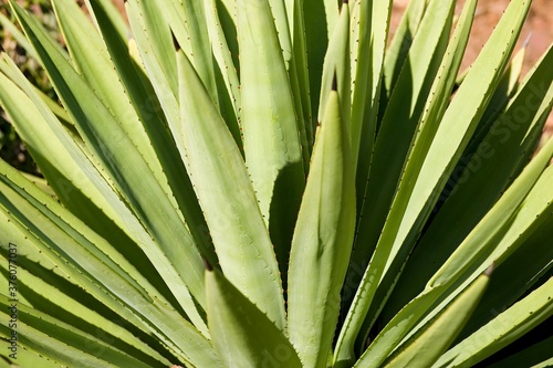 Large wild aloe plant with spiked leaves in afternoon sun