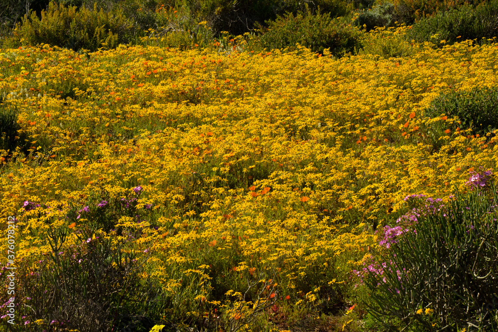 yellow wild flowers