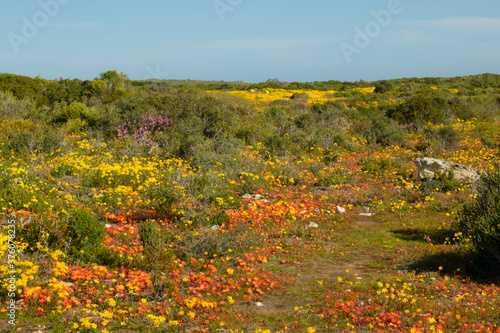 wild flowers in west coast