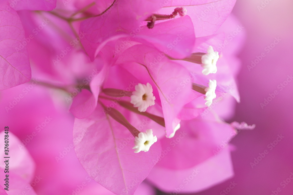 Obraz premium pink orchid flower