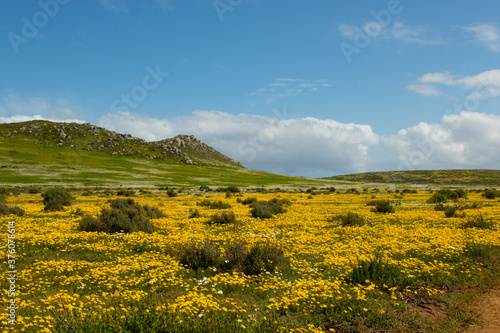 yellow field of wild flowers with hill and sky