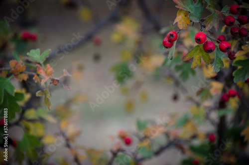 Bright red berries frame in autumn park. Fall copy space. Ripe Crataegus berries close up