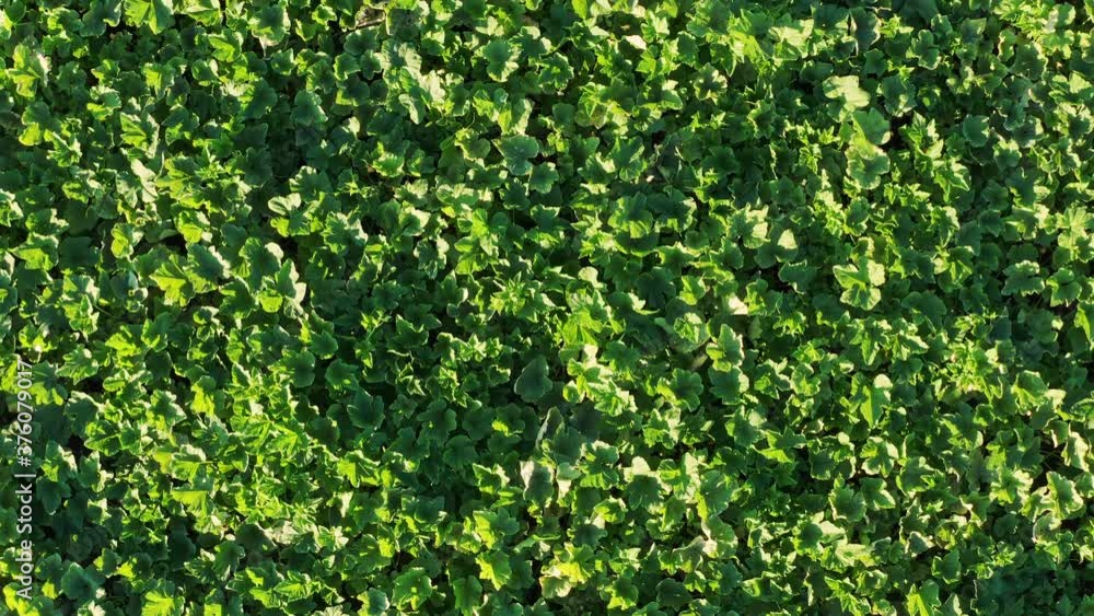 Aerial view of pumpkin leaves field Aerial view of pumpkin leaves field