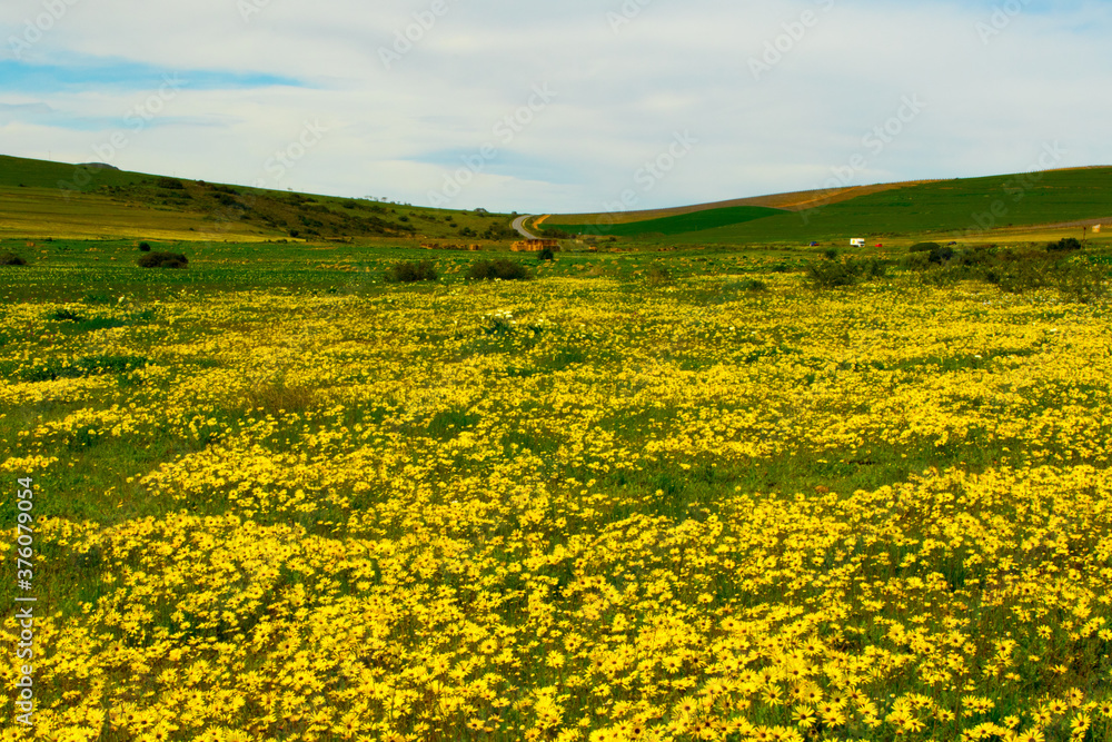field of yellow wild flowers daisies