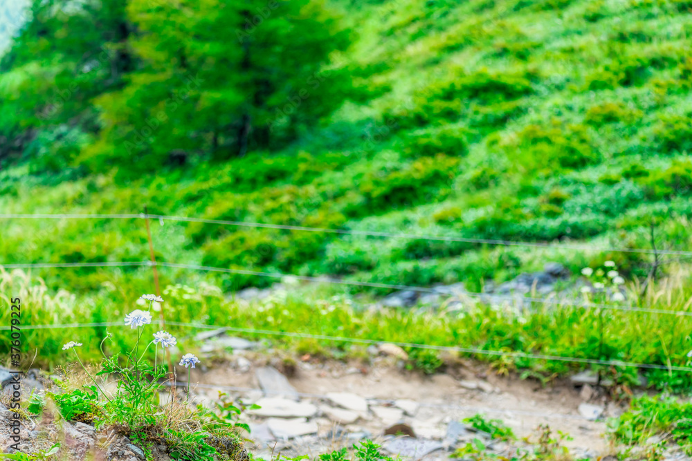 【長野県 美ヶ原】高原に咲く高山植物 【長野県 美ヶ原】高原に咲く高山植物