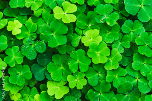 Bright green clover leaves. Textures and backgrounds for designers