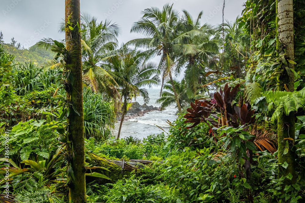 Beautiful tropical park. Hawaii island 